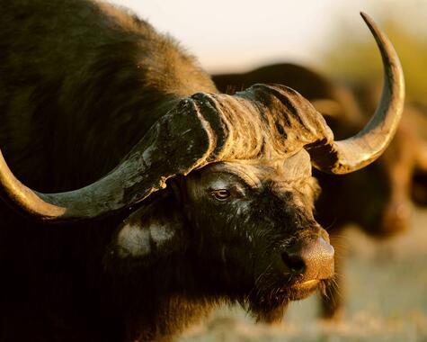 Wildes Afrika Büffel Nahaufnahme