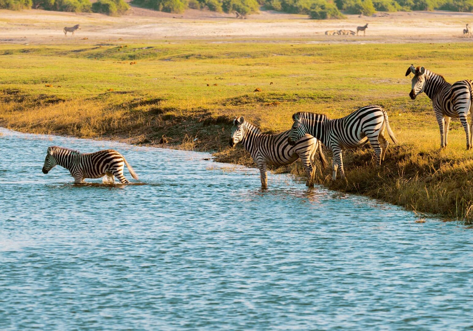 Wildes Afrika Zebras durchqueren den Chobe