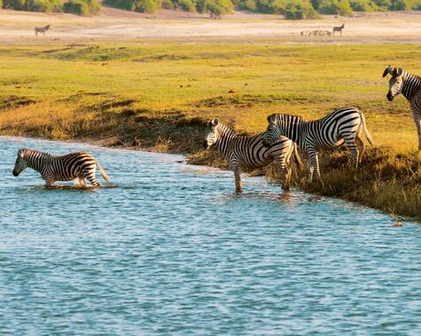 Wildes Afrika Zebras durchqueren den Chobe