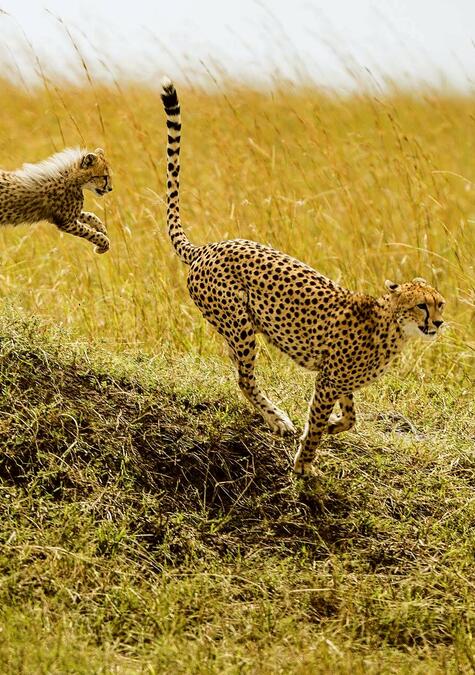 Wildes Afrika Gepard mit Jungtier