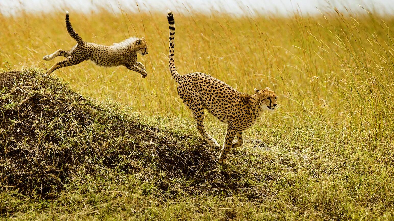 Wildes Afrika Gepard mit Jungtier