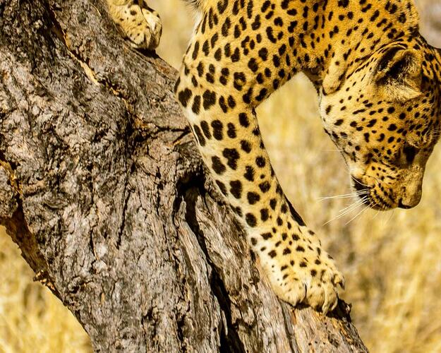 Wildes Afrika  Leopard klettert vom Baum