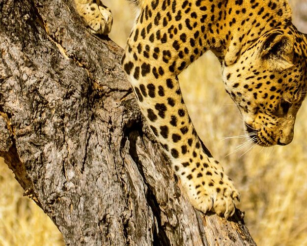 Wildes Afrika  Leopard klettert vom Baum