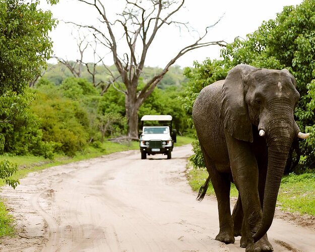 Wildes Afrika Elefant Chobe-Nationalpark