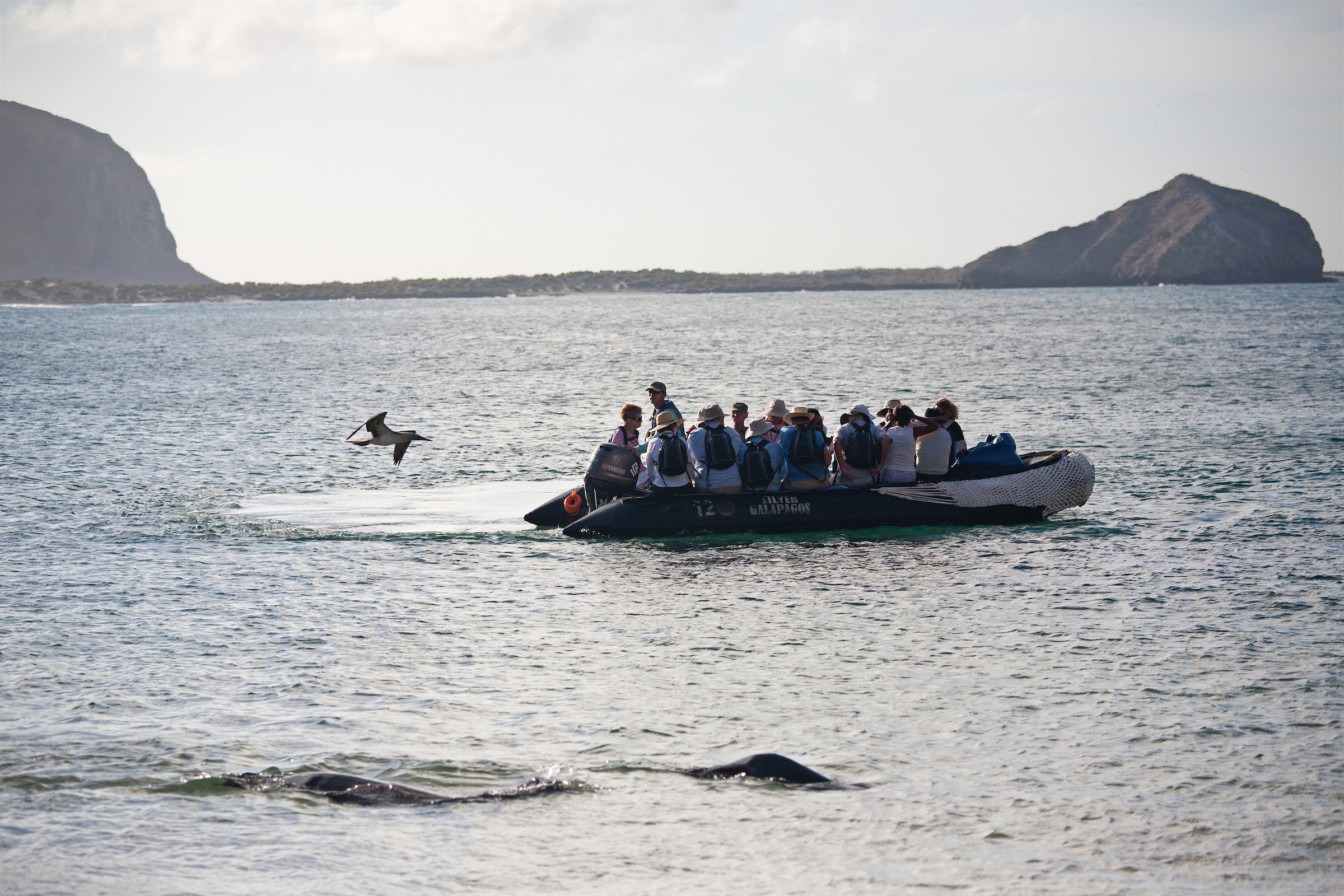 Zodiac-Boote bringen Sie auf spannende Entdeckungstouren