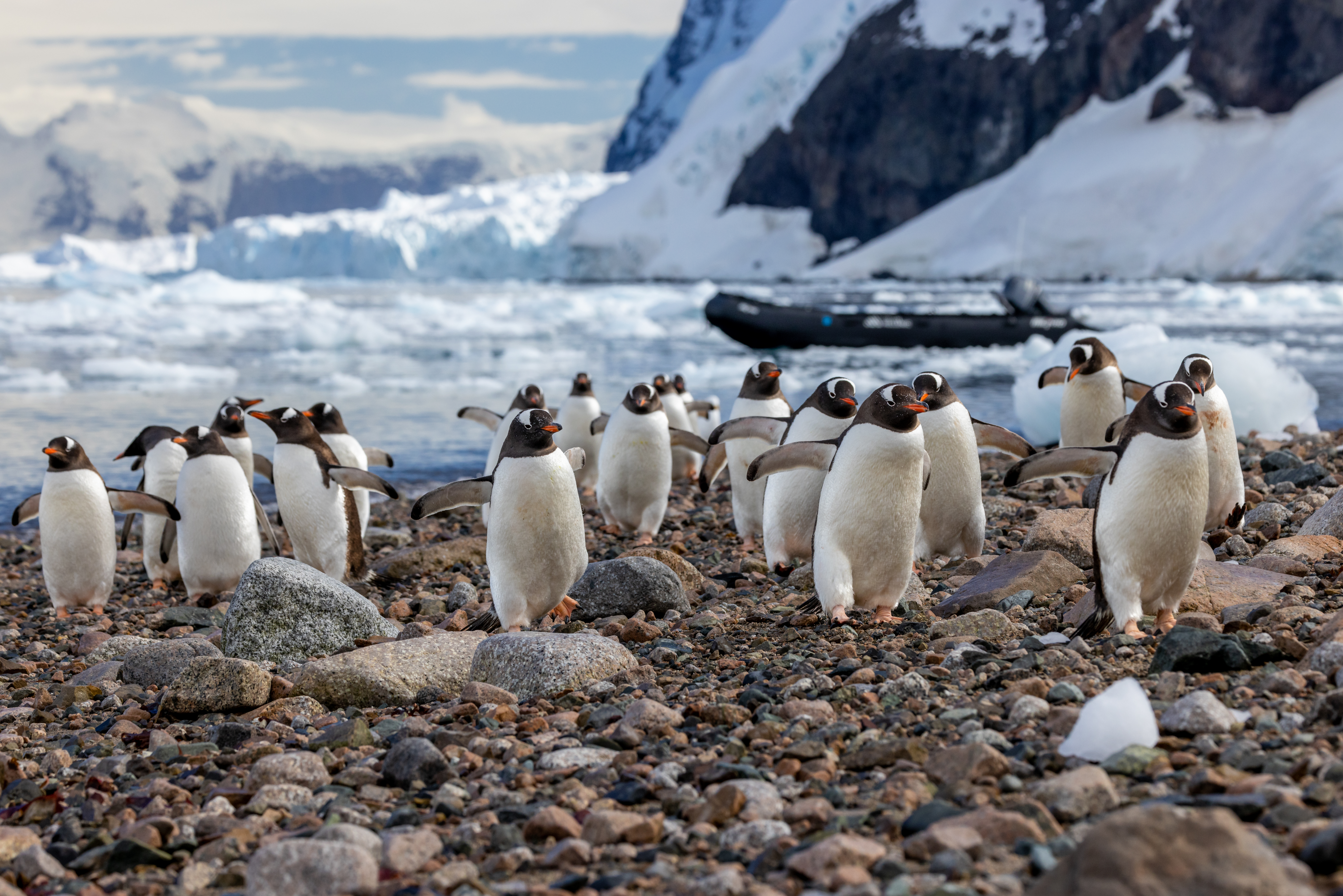ANTARCTICA, SOUTH GEORGIA & THE FALKLAND ISLANDS