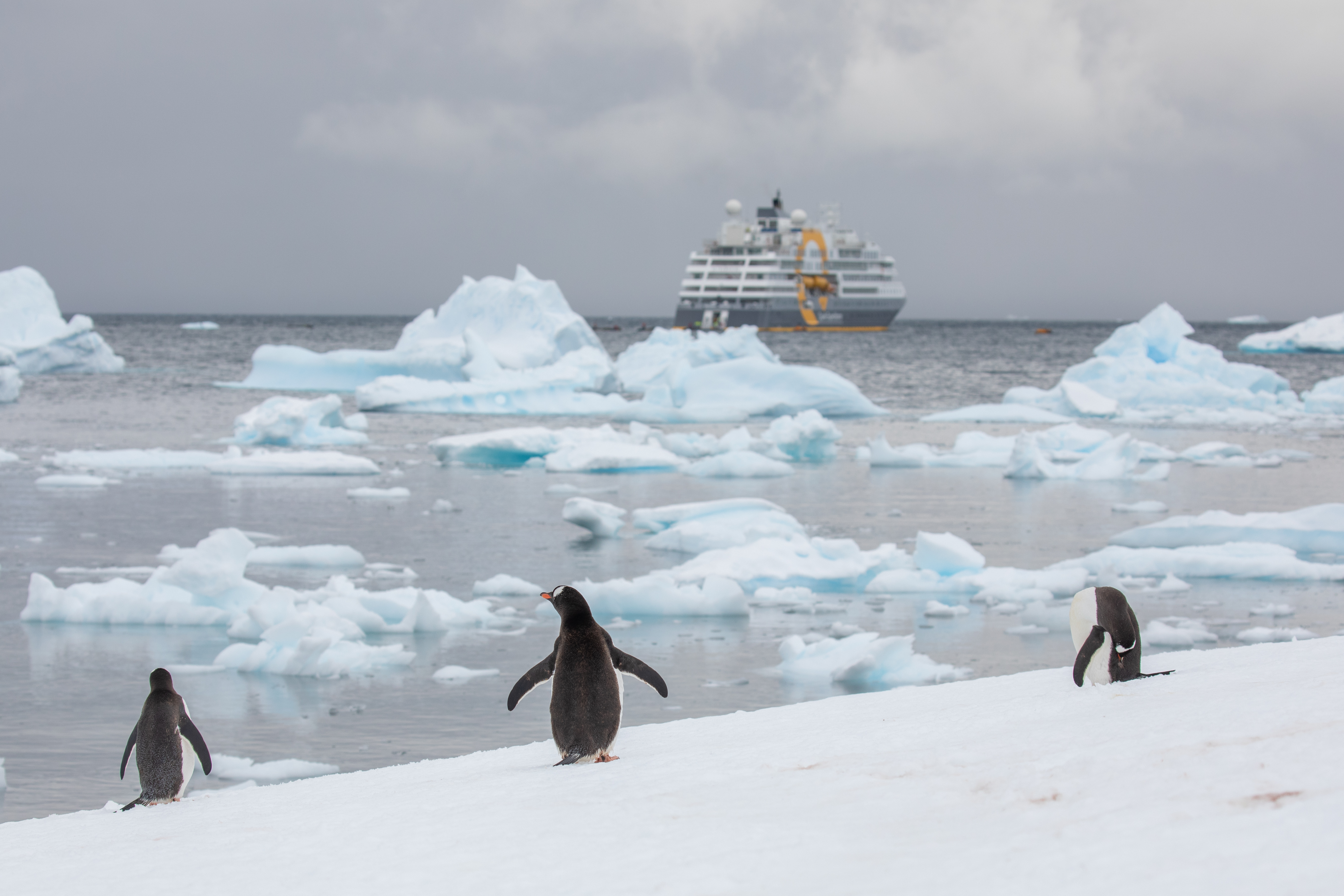 Kaiserpinguine auf Snow Hill Island